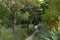 Path. Dirt and sand road surrounded by green vegetation. Gray mold Botrytis cinerea on tree trunks.