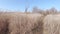 Path among dry reeds