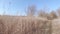 Path among dry reeds