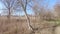 Path among dry reeds