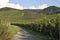 Path through Durbach vineyards, Baden