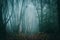 Path in an eerie, atmospheric forest on a foggy autumn day in a beautifully atmospheric forest