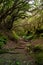 The path of the enchanted forest, tenerife island
