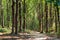 Path through enchanted green forest