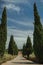 Path encircled by poplars and bushes in a vineyard