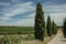 Path encircled by poplars and vines in a vineyard