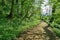 A path through an English woodland in Spring