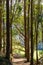 Path in Eucalyptus forest, San Francisco bay area, California