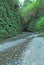 Path through Fern Canyon, Prairie Creek Redwoods State Park, Cal