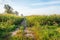 Path between fieds with silage maize ready for harvesting