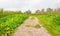 Path through a field in autumn