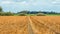 Path in a field with withered and yellowed potato leaves