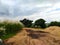 Path filled with sand keeping two elements on opposite side lifeless sand - element of life and plants and flowers - life itself.