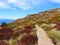 Path In Fiordland National Park, New Zealand