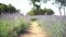 Path between flowering lavender bushes in the field