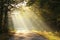 path through foggy autumn forest at sunrise country road through autumn deciduous forest on a misty sunny morning light of the