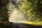 path through foggy autumn forest at sunrise country road through autumn deciduous forest on a misty sunny morning sun rays