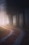 Path in foggy dark forest