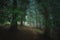 path in foggy dark forest