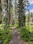 Path through forest