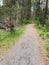 Path through forest