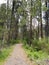 Path through forest