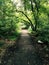 Path in the forest