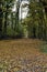 Path in the forest on autumn