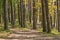 A path in the forest. Autumn forest in the sun.