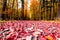 The path in the forest in the autumn. Many vibrant colors, beaut