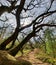 A path through a forest with beautiful leafless trees covered in moss