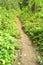 Path through a forest in Cheile Nerei Natural Reservation