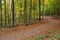 Path through the forest covered with yellow leaves and yellowing trees around