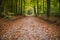 Path through the forest covered with yellow leaves and yellowing trees around