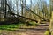 Path in a forest with fallen trees