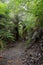 Path in forest with ferns in New Zealand