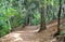 Path in the forest, First Landing State Park, VA