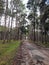 Path in the forest , footpath in the woods