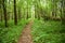 The path in the forest, the forest is a favorite vacation spot for millions of people, it is here that you can find peace of mind