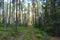 Path forest glade blueberry cranberry road trees freshness