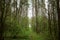 A path in the forest. The grass is green near tall slender trees. Young trees stately row. In the middle of the woods. Cloudy