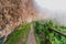 Path in the forest between high rock cliffs and thick fog that hides the horizon