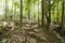 Path through forest Koh Pha Ngan Thailand