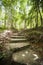 Path through forest Koh Pha Ngan Thailand