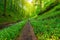 Path in the forest lined with carpet of white blooming wild garlic or bear`s garlic