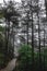 Path in forest in Mingyue Mountain, Jiangxi, China