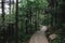 Path in forest in Mingyue Mountain, Jiangxi, China