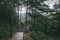 Path in forest in Mingyue Mountain, Jiangxi, China