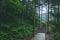 Path in forest in Mingyue Mountain, Jiangxi, China