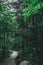 Path in forest in Mingyue Mountain, Jiangxi, China